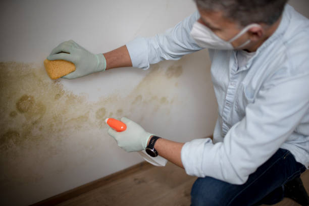 Best Bathroom Mold Remediation in Murphys Estates, SC