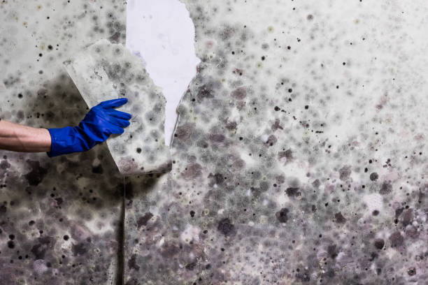 Professional Mold Remediation in Murphys Estates, SC